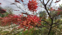 李玟腿伤住院，发文称希望你们等我回来